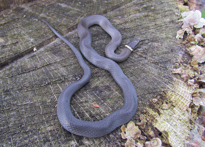 Northern Ringneck Snake
